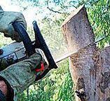 Best Tree Risk Assessment  in Orinda, CA