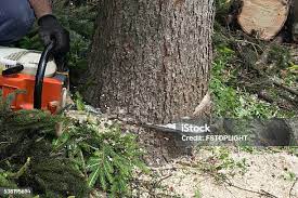 Tree and Shrub Care in Orinda, CA