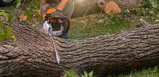 Best Seasonal Cleanup (Spring/Fall)  in Orinda, CA