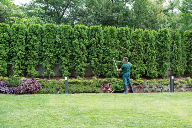 Best Storm Damage Tree Cleanup  in Orinda, CA