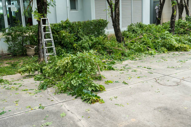 How Our Tree Care Process Works  in  Orinda, CA