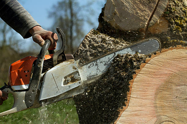 Best Tree Trimming and Pruning  in Orinda, CA