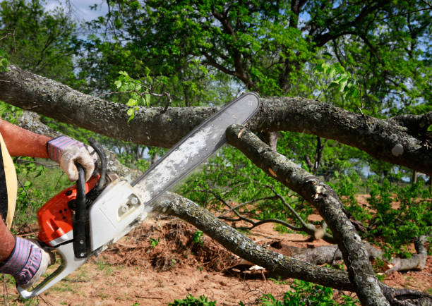 Best Tree Removal  in Orinda, CA